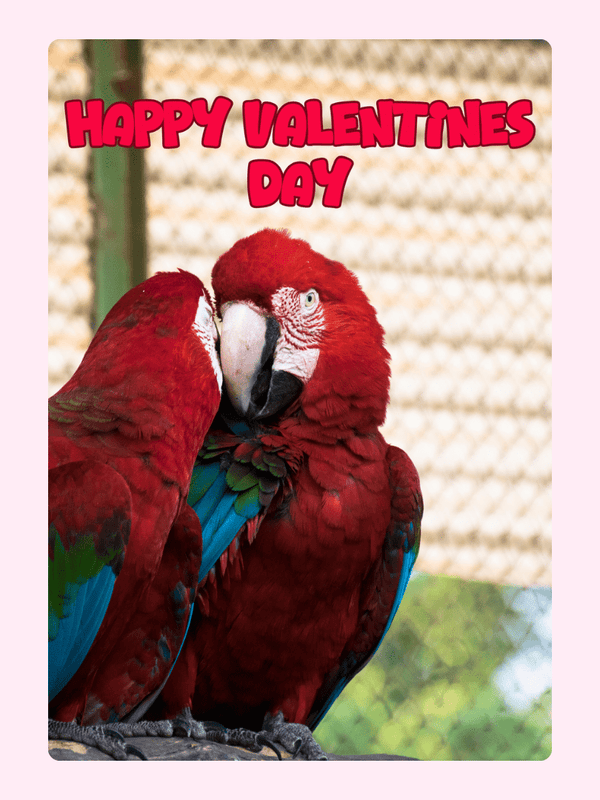 Happy Valentines Day_245 Cake Card