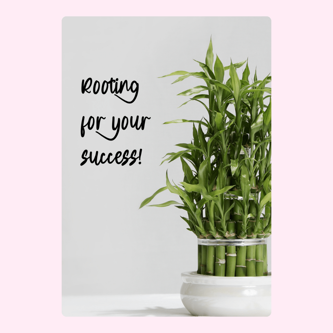 Lucky bamboo plant with Rooting for your success! message.