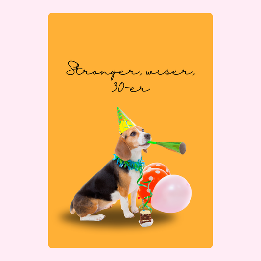 Birthday beagle celebrating 30th birthday with party favors.