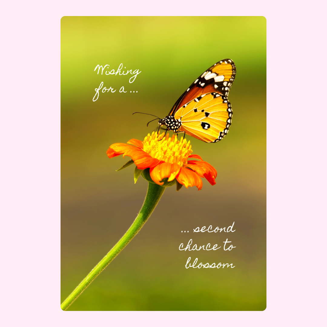 Butterfly on flower, Wishing for a second chance to blossom card