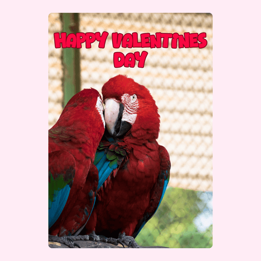 Happy Valentine's Day card with two red macaws
