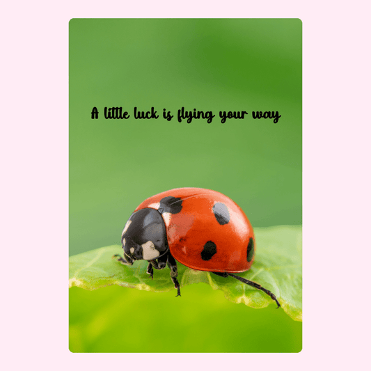 Ladybug with luck message (16_d1ead2d7)