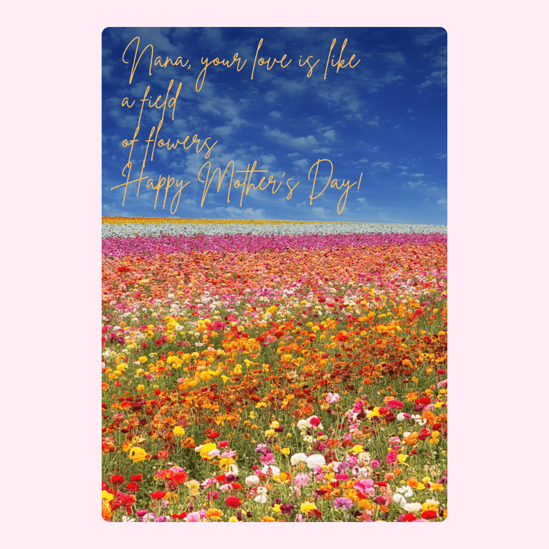 field of flowers.