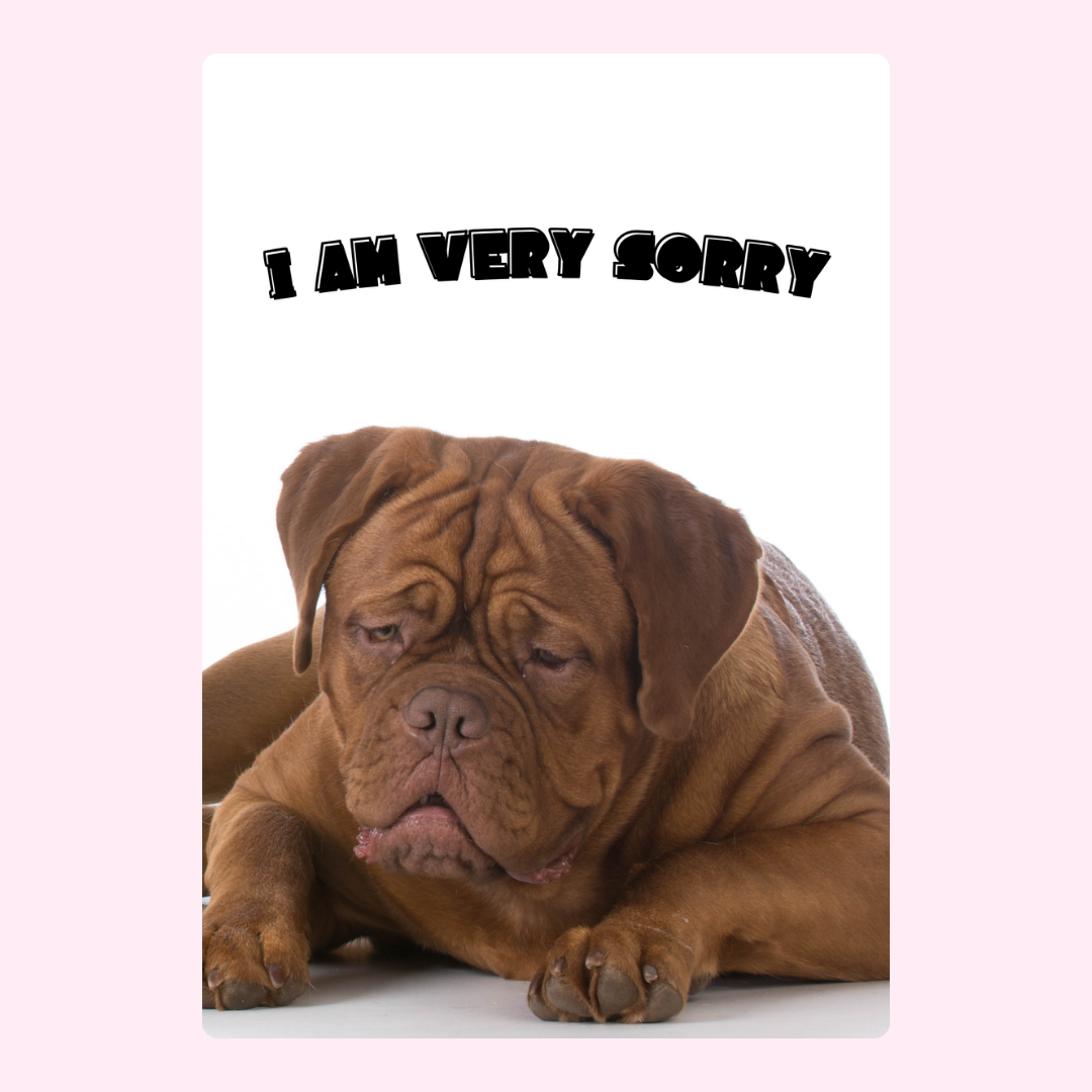 Sad dog with sorry message